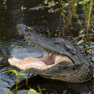 alligator placeholder